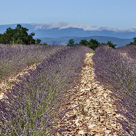 Domaine Les Chenes Blancs Saint-Saturnin-les-Apt
